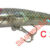 Arc minnow F90-C22 F90-F31-C22