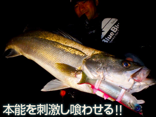 BlueBlue BORACON 150 - Image 3