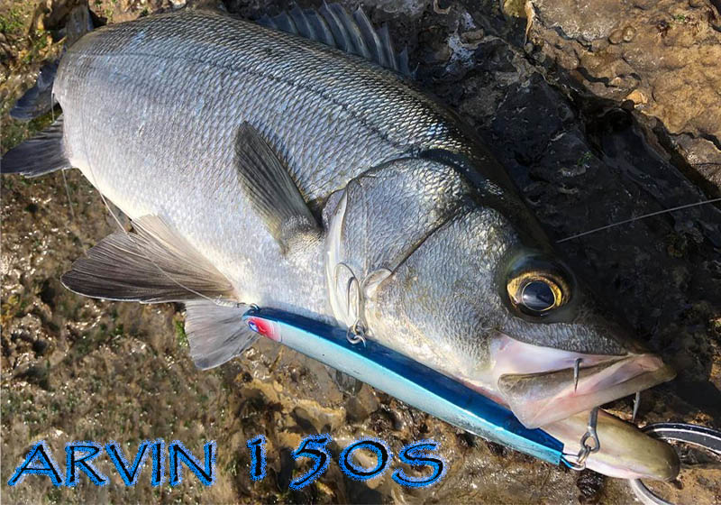 BlueBlue ARVIN 150S - Image 5