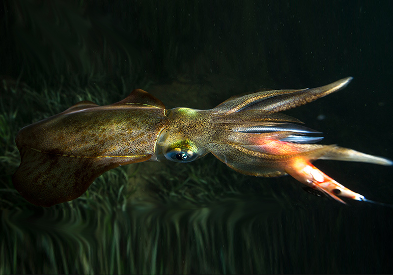 DTD REAL FISH EGI 3.0 - Image 7