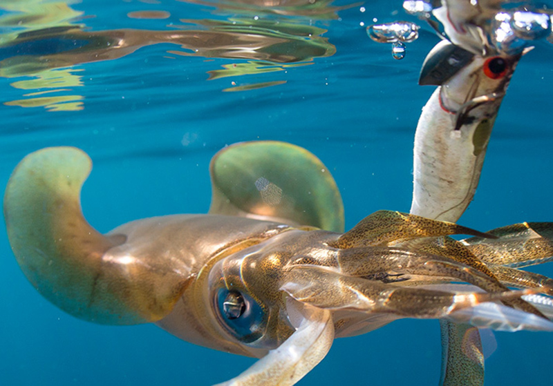 DTD REAL FISH EGI 3.0 - Image 5