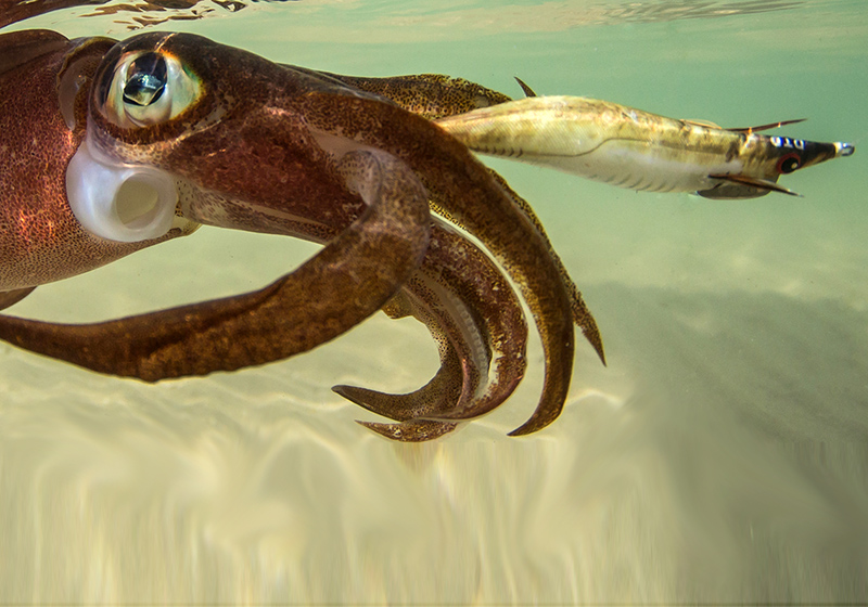 DTD REAL FISH EGI 3.0 - Image 6