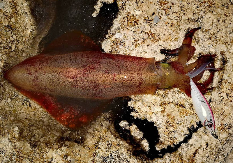 DTD BALLISTIC WHITE KILLER BUKVA 3.0B - Image 6