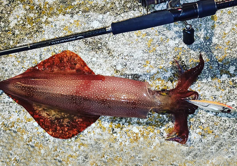 DTD BALLISTIC WHITE KILLER BUKVA 3.0B - Image 5