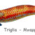 REAL FISH EGI 3.0 triglia DTD-20805-T